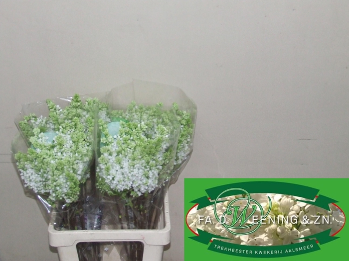 <h4>SYR V MME FL STEPMAN</h4>