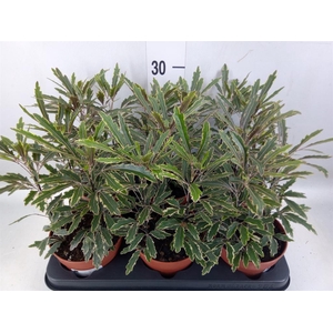 Dizygotheca eleg. 'Bianca'