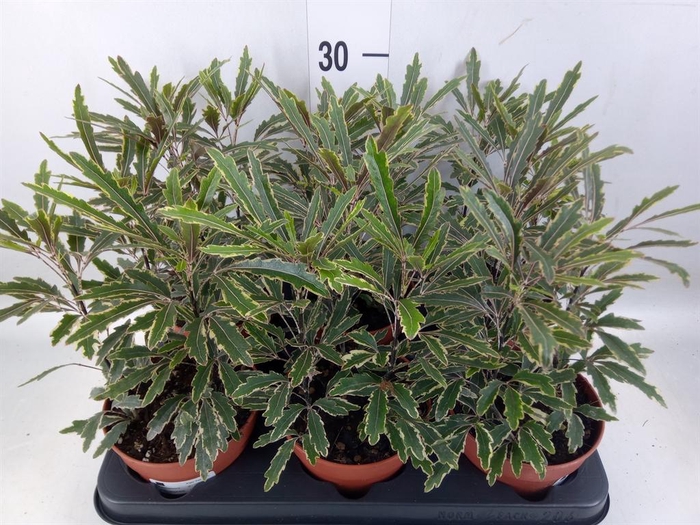 <h4>Dizygotheca eleg. 'Bianca'</h4>