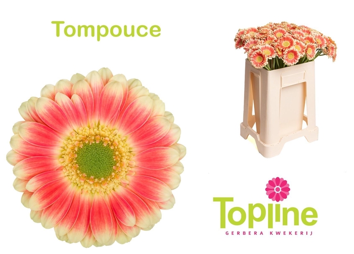 <h4>GE MI TOMPOUCE</h4>