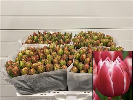 <h4>Tu Du Columbus</h4>