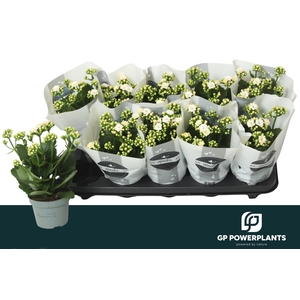 KAL GE PERFECTA WHIT