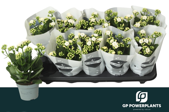 <h4>KAL GE PERFECTA WHIT</h4>