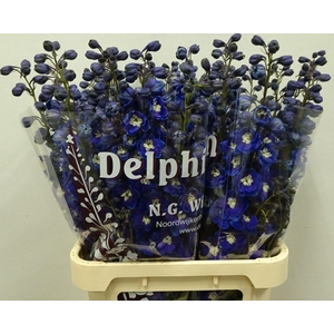 Delphinium Du Dewi Blue Smile