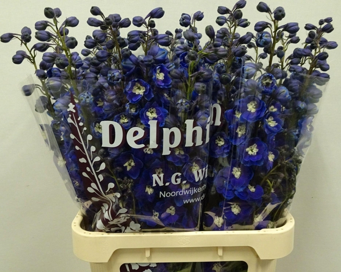 <h4>Delphinium Du Dewi Blue Smile</h4>