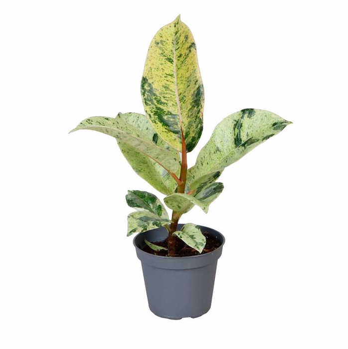 <h4>FICUS ELASTICA P6 SCHIVEREANA</h4>