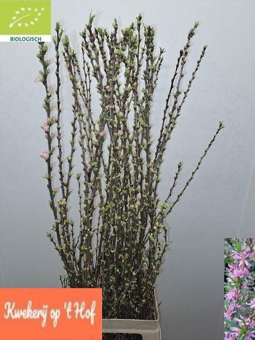 <h4>PRUNUS COMET</h4>