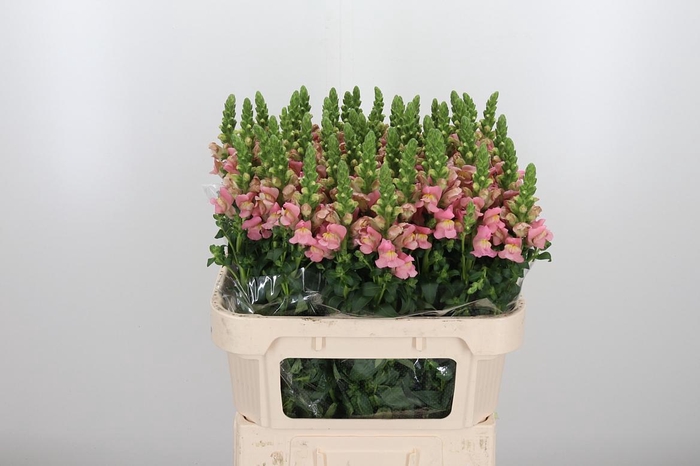 <h4>Antir Antibes Pink</h4>