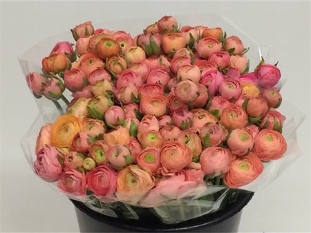 <h4>Ran El Sr Salmon Extra</h4>