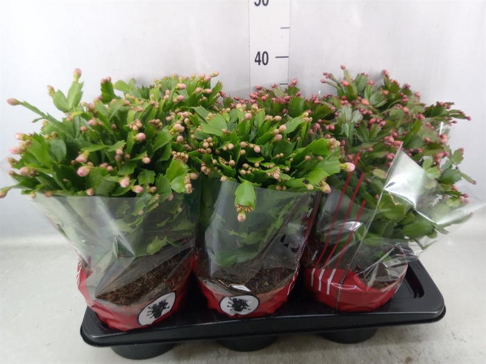 <h4>Schlumbergera   ...</h4>