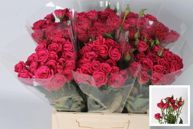 <h4>R TR PINK YO-YO</h4>