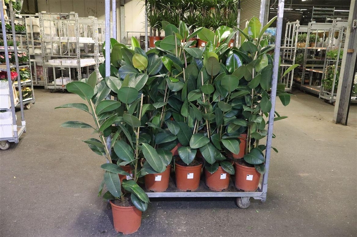 <h4>Fic El Robusta</h4>