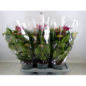 Anthurium andr. 'Pure Purple'