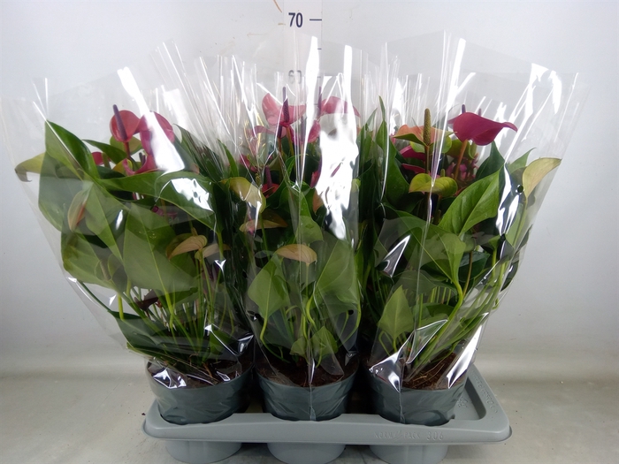 <h4>Anthurium andr. 'Pure Purple'</h4>