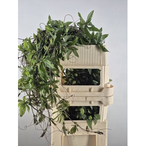 PASSIEFLORA RANK