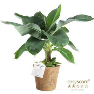 MUSA ACUMINATA P17 COCOZ