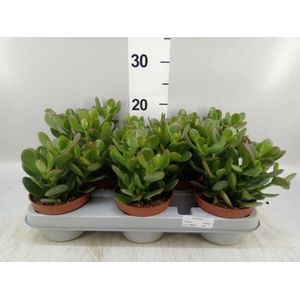 Crassula ovata