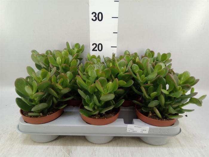 <h4>Crassula ovata</h4>