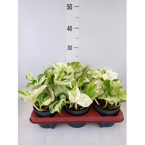 Epipremnum pinn. 'Happy Leaf'