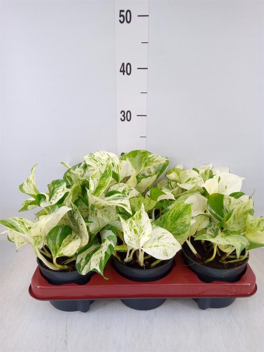 <h4>Epipremnum pinn. 'Happy Leaf'</h4>