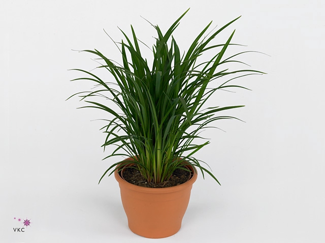 DIANELLA CAERULEA