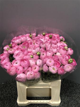 Ran Eleg Dark Pink Extra