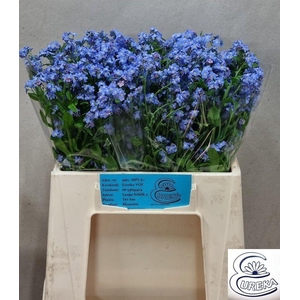 MYOS AL BLUE MEMORY