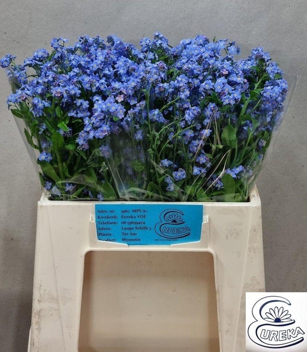 <h4>MYOS AL BLUE MEMORY</h4>