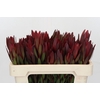 Leucadendron Saf Sunset Dark Red