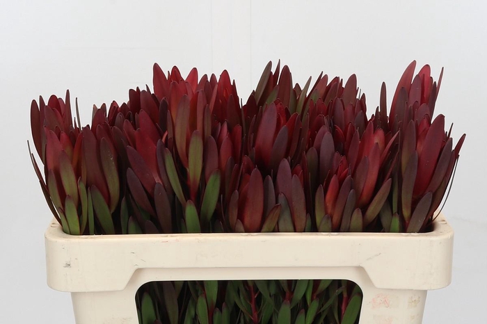 <h4>Leucadendron Saf Sunset Dark Red</h4>