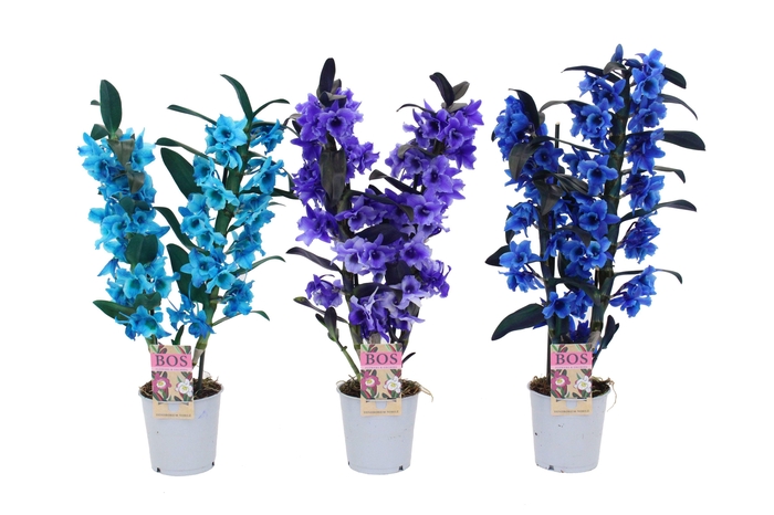 <h4>Dendrobium Nobilé, Colour 2-tak Blue/Purple/Ocean Blue (inject)</h4>