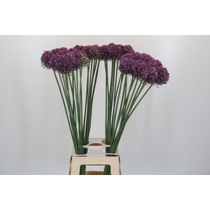 Allium ampeloprasum 'Pink Lady'