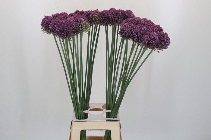 <h4>Allium ampeloprasum 'Pink Lady'</h4>