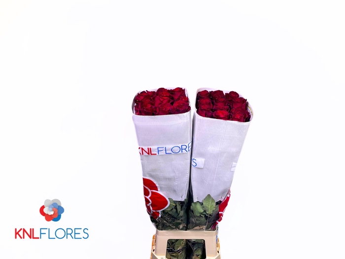 <h4>R GR EXPLORER</h4>