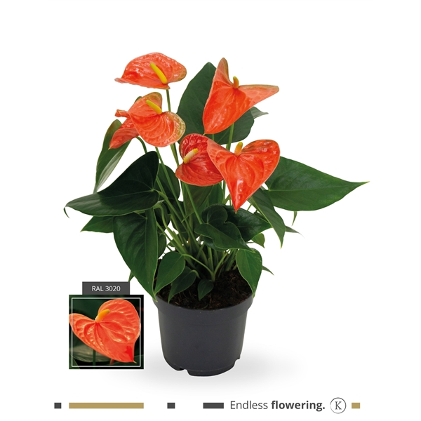 KARMA - Orange Anthurium | 12cm