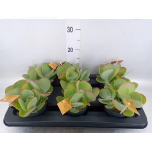 Kalanchoe NF thyrsiflora