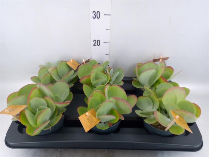 <h4>Kalanchoe NF thyrsiflora</h4>