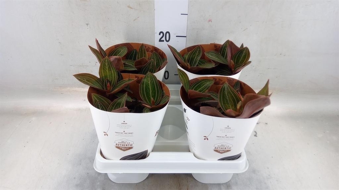 <h4>Ludisia discolor</h4>