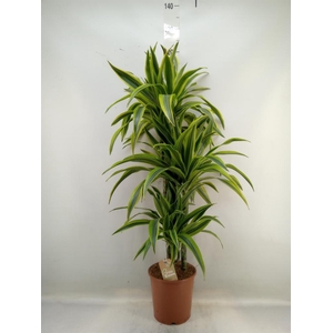 Dracaena fr de 'LemonLime'