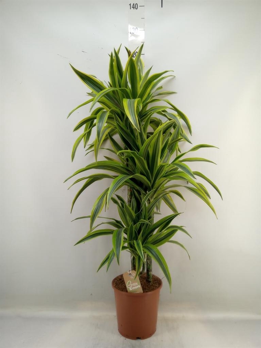 <h4>Dracaena fr de 'LemonLime'</h4>