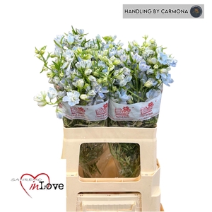 DELPH EN MORPHO SKY BLUE