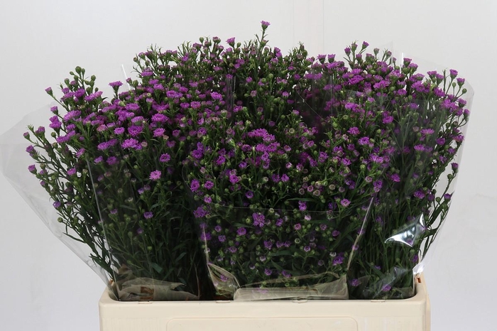 Aster Baby Pink