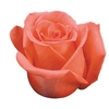 ROSA GRETA 060 CM ESTUFA