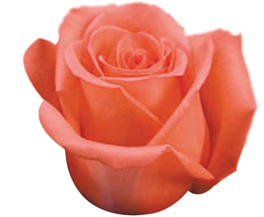 ROSA GRETA 060 CM ESTUFA