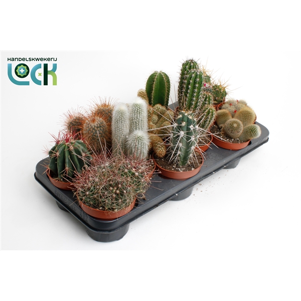 Cactus mix