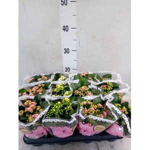 Kalanchoe blos.   ..mix