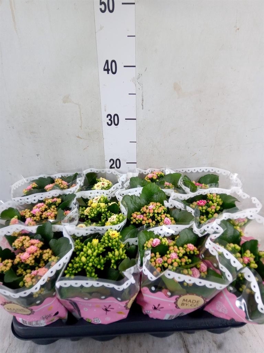 <h4>Kalanchoe blos.   ..mix</h4>