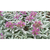 Teucrium fruticans