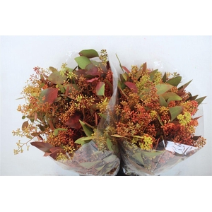 Euca Populus Berry Short De Luxe 150gr Pbs