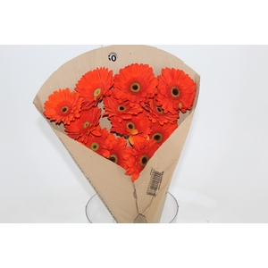 GERBERA TERRA POSITANO < 050 CM > 10 CM DIAM